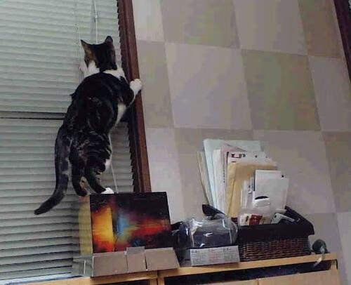 西亚卡姆点燃麦迪逊，当多伦多烈焰照亮纽约之夜